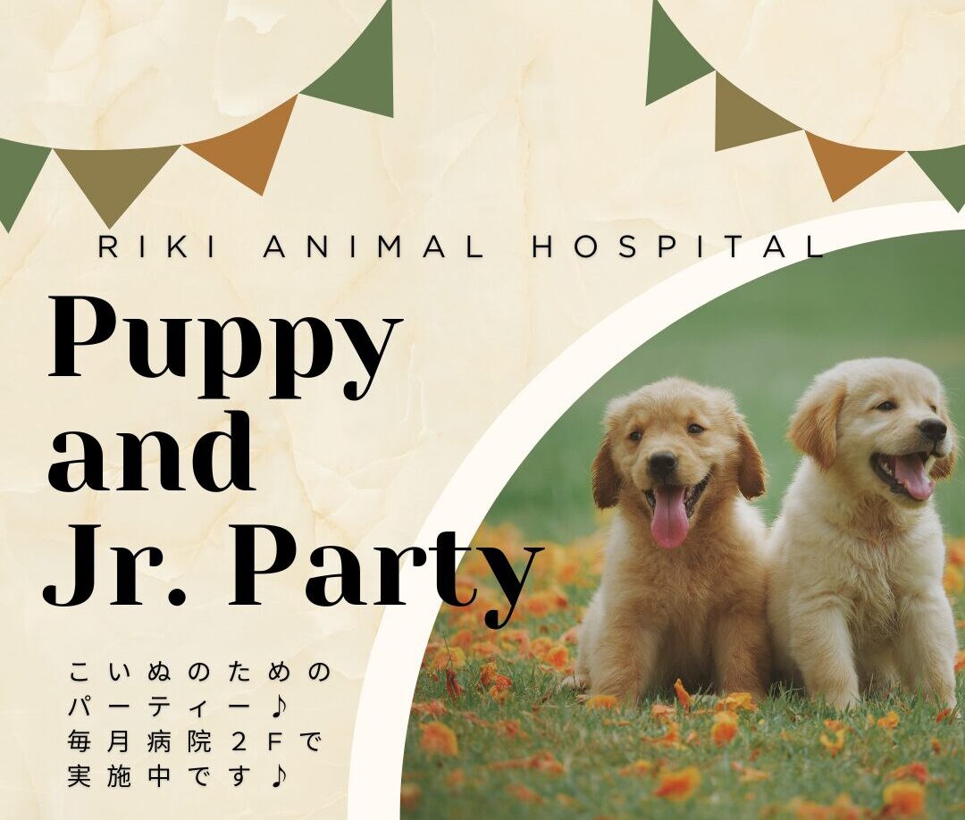 次回のパピーパーティ(5ヶ月未満）及びジュニアパーティ（5ヶ月以上1歳未満）の予定について