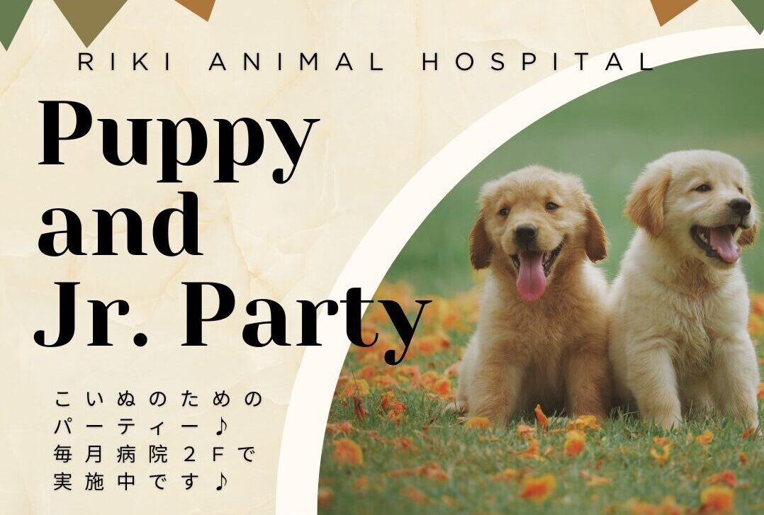 次回のパピーパーティ(5ヶ月未満）及びジュニアパーティ（5ヶ月以上1歳未満）の予定について