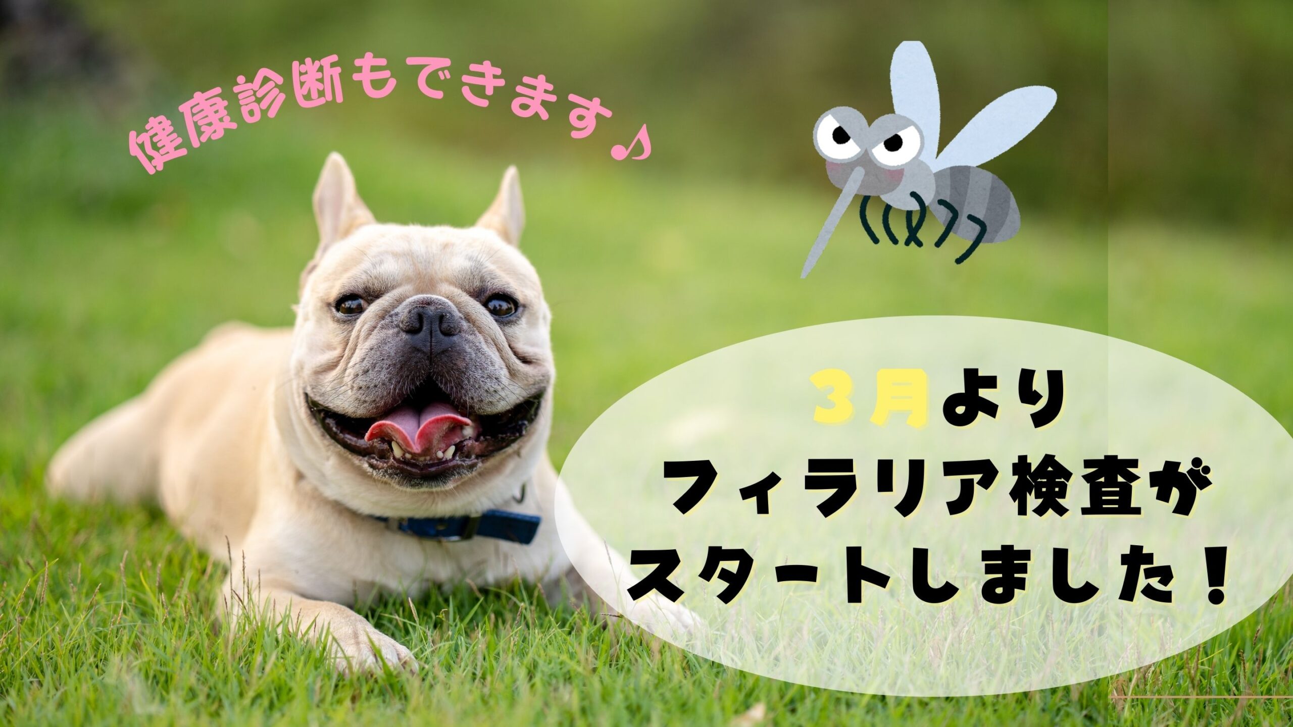 フィラリア検査がスタートしました